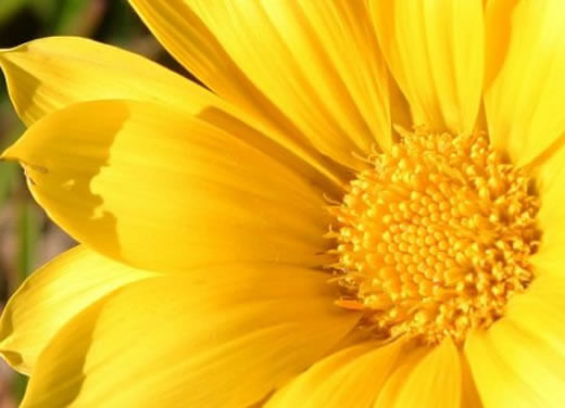 significado-da-cor-amarela-Flores-Amarelas